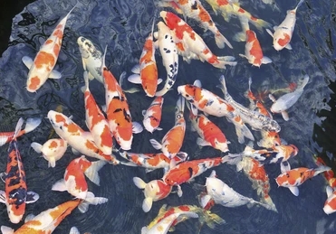 Aquarium Center